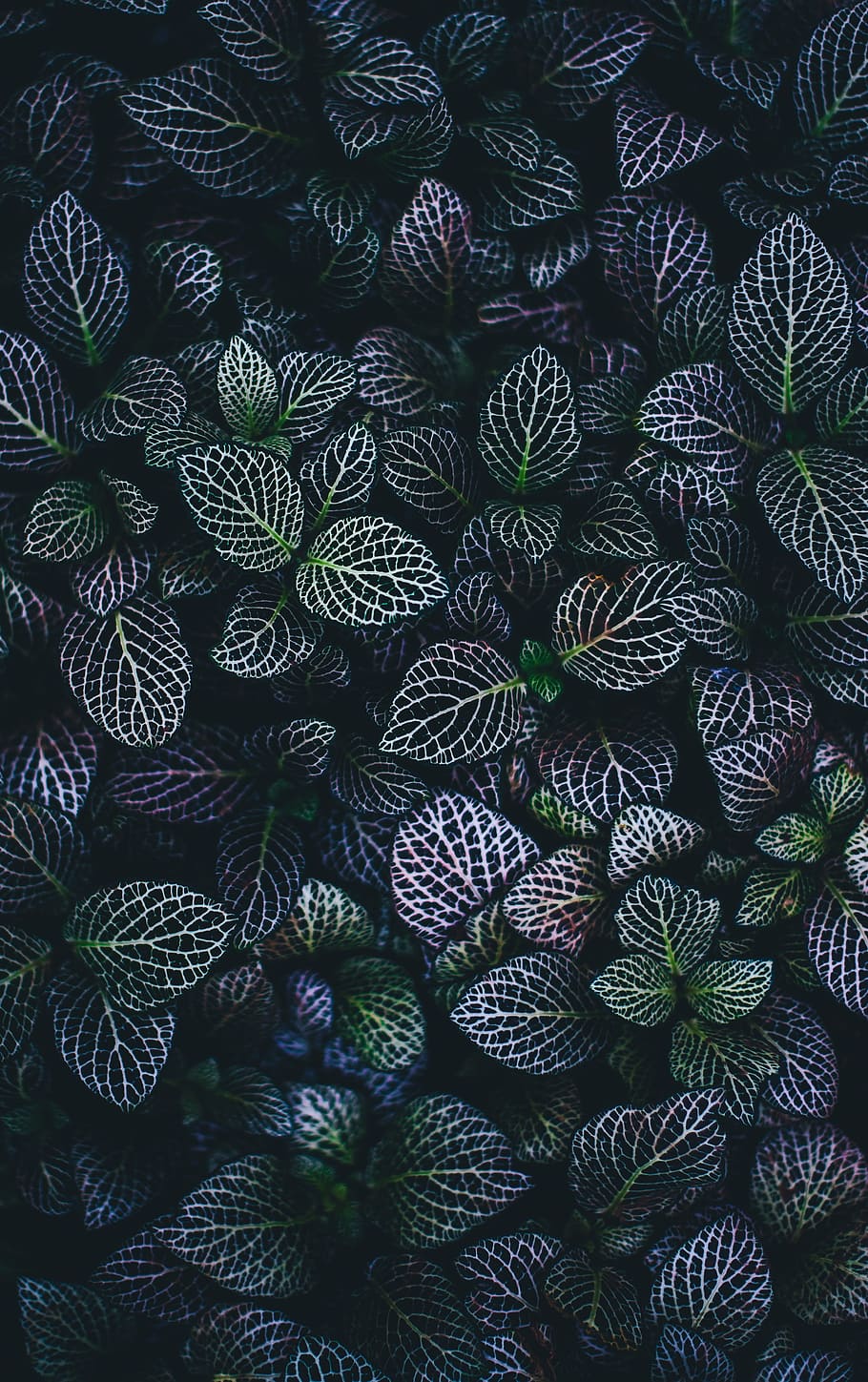 green, red, leaf plant close-up photography, leaves, nature, plant, veins, dark, violet, full frame