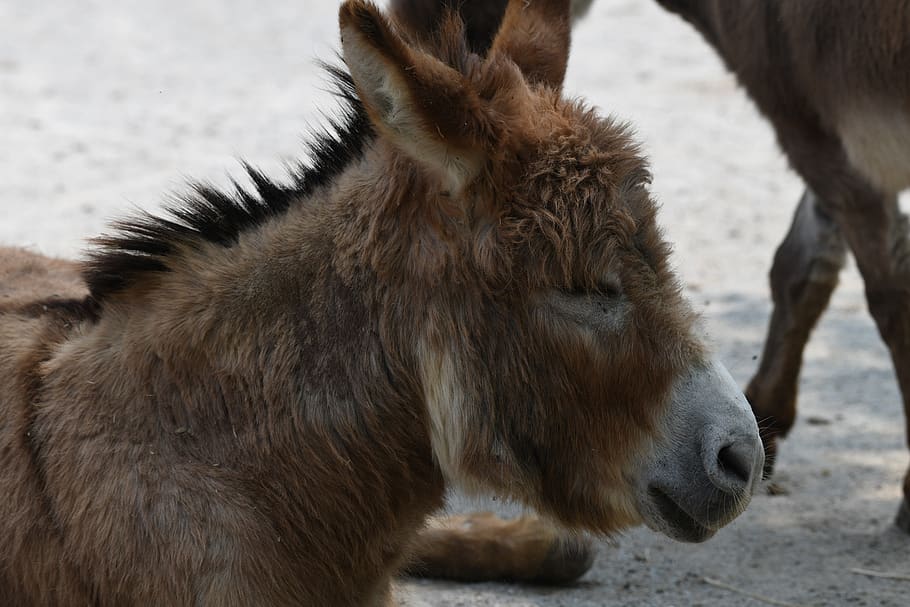 burro, donkey, mu, mule, livestock, farm, resting, brown, fuzzy, animal