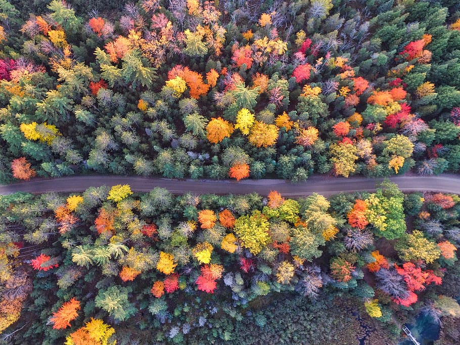 trees, clolorful, aerial, view, plant, forest, nature, fall, autumn, road