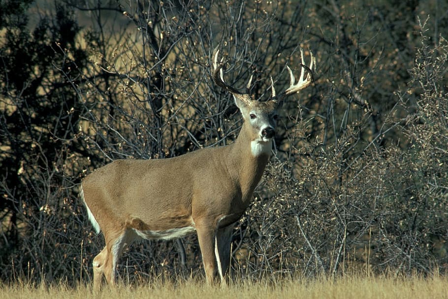 brown, deer, tree, White Tail Deer, Portrait, Wildlife, wild, buck, antlers, stag