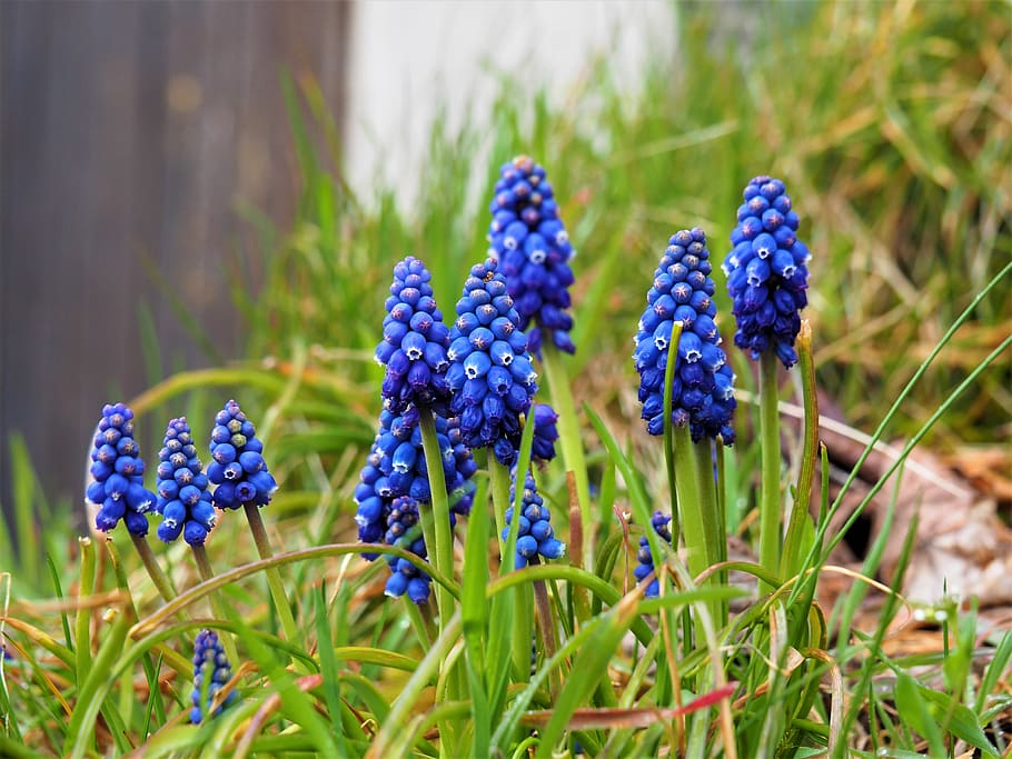muscari, blue, spring, flower, nature, lellingen, plant, growth, flowering plant, hyacinth