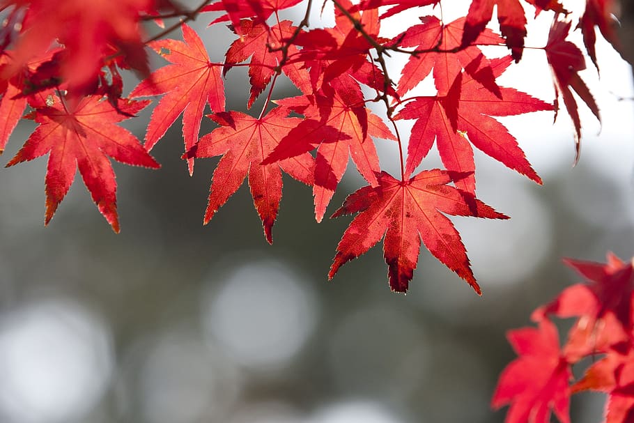daun musim gugur, musim gugur, daun, alam, kayu, merah, maple, tabita, seoul, lansekap