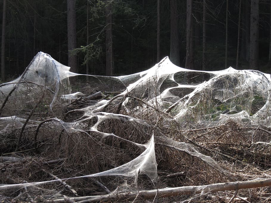 brown, trees, web, daytime, spider webs, weird, forest, nature, gloomy, cobweb