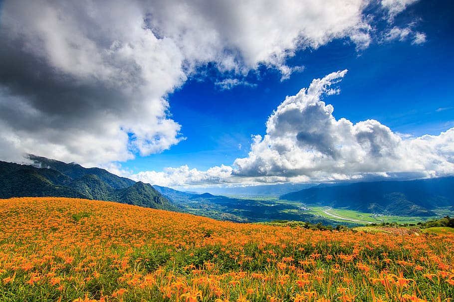 Fuli, field, clouds, sky, cloud - sky, beauty in nature, plant, scenics - nature, tranquility, landscape