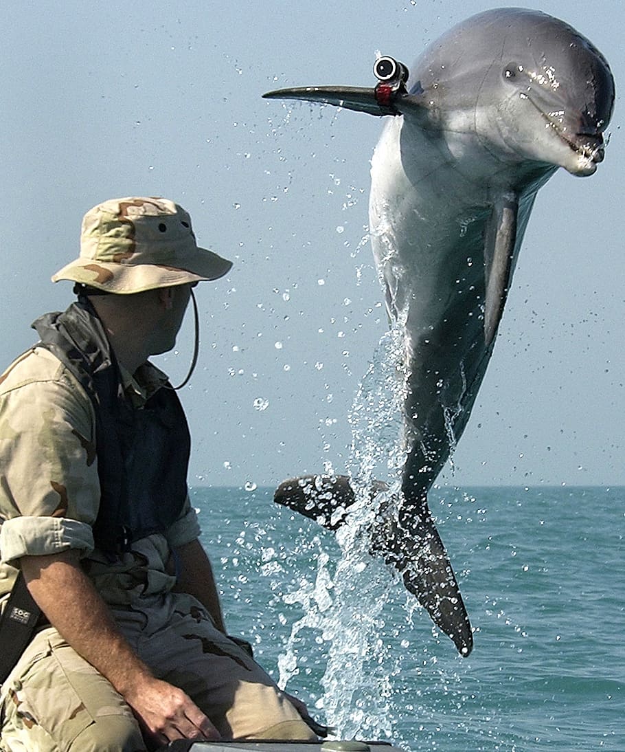 hombre, sentado, bote, jugando, trucos delfín, delfín, científicos marinos, exploración del mar, medio, delphinidae
