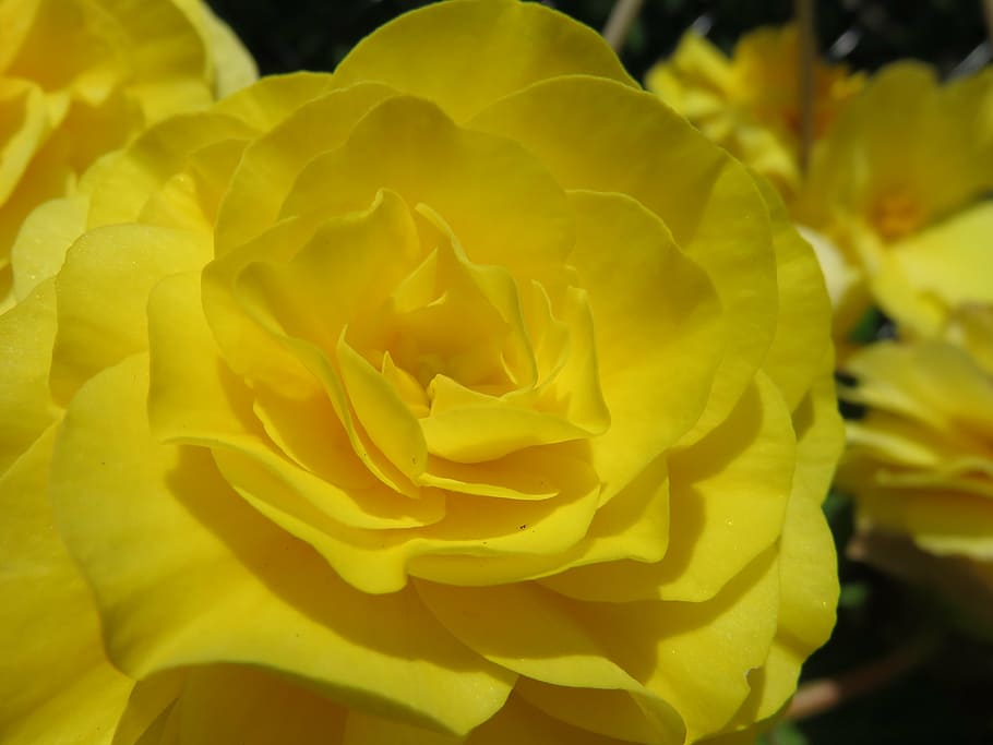 yellow, bloom, blossom, rose, begonia, tuberous begonia, blooming, flower, vibrant, sun