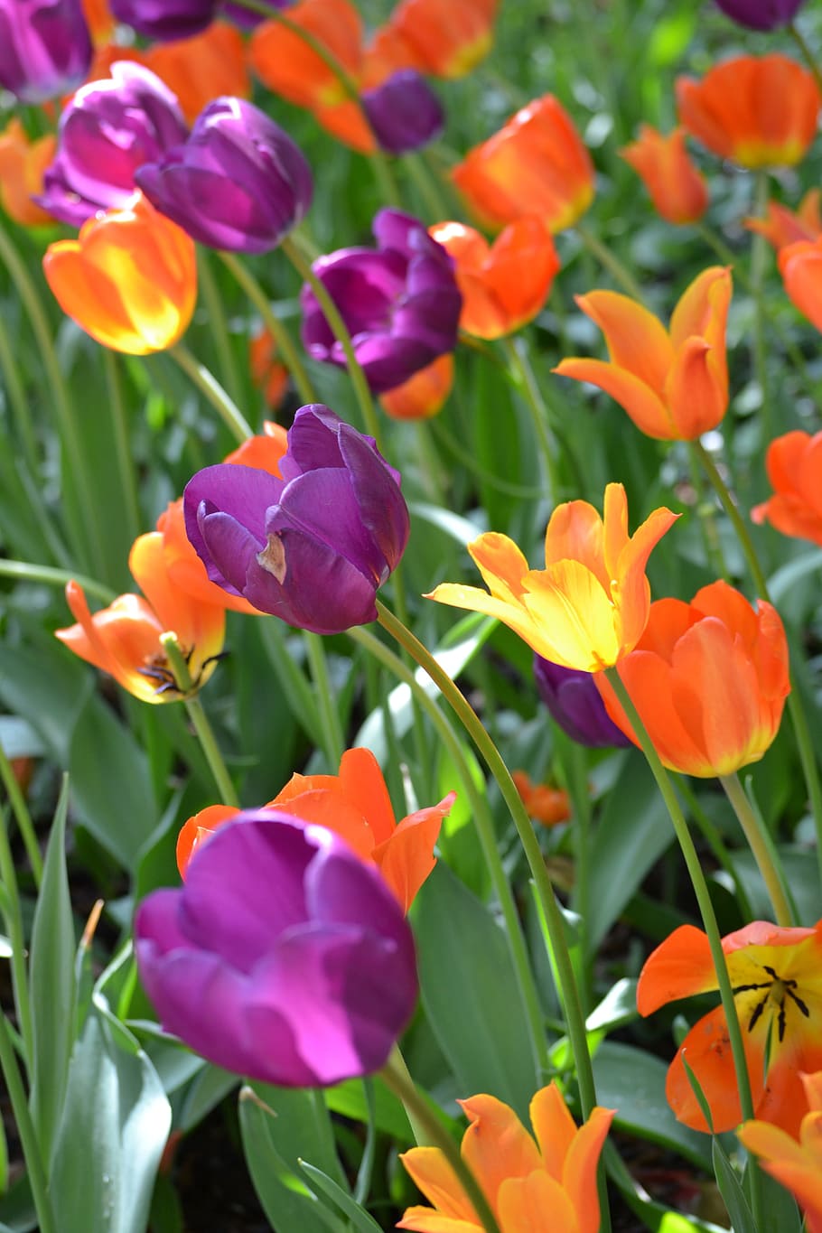 Flowers, Tulips, New York, York, Park, park, landscape, nature, flower, plants, spring