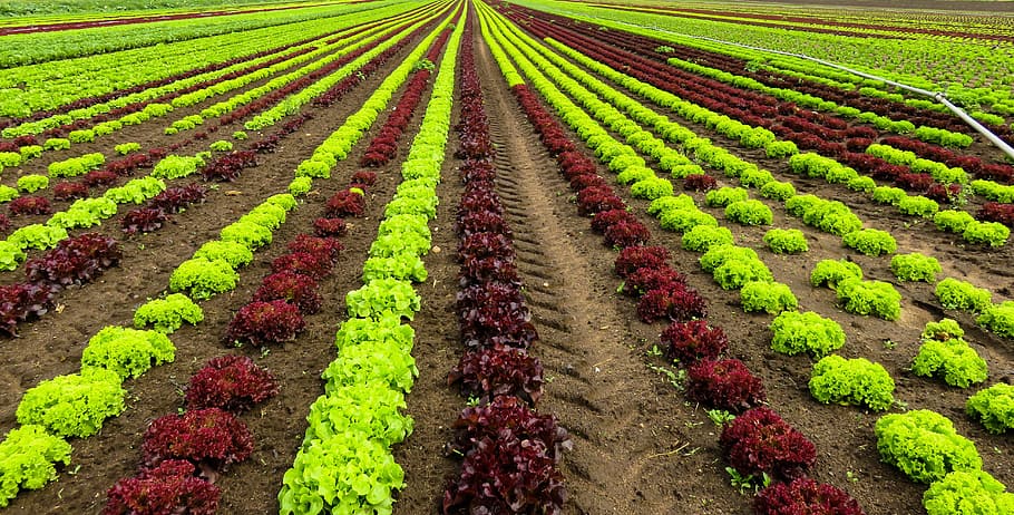 landscape, agriculture, harvest, salad, cultivation, vegetables, field, green, red, bauer