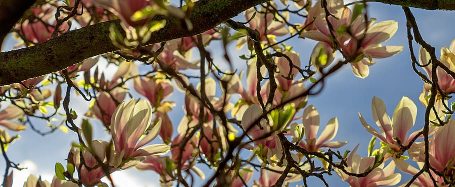 Magnolia, árbol, flor, primavera, floración, naturaleza, jardín, rama, floral, temporada