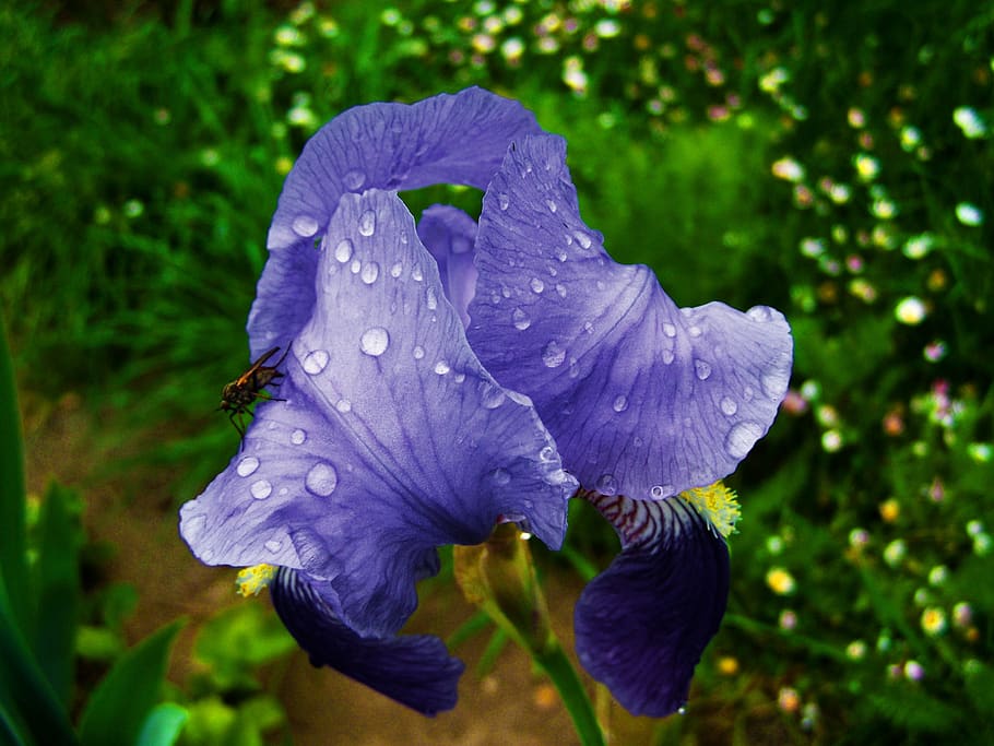 fleur-de-lis, raindrops, bluish-violet flower spring, plant, flowering plant, flower, beauty in nature, fragility, vulnerability, petal