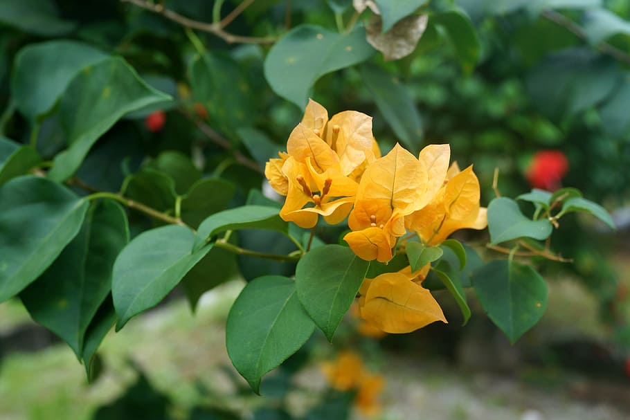 yellow bougainvillea, thorny ornamental vines, bushes, trees, flower-like spring leaves, flora, garden, macro, flower, plant