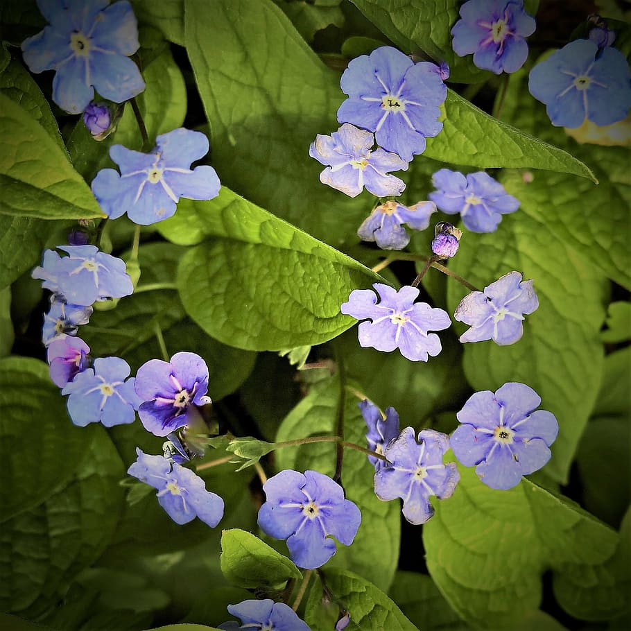 planta, nueces del ombligo de primavera, recuerda mi, falso nomeolvides, flores azules, pequeñas hojas en forma de corazón, floración temprana, robusto, resistente, flor