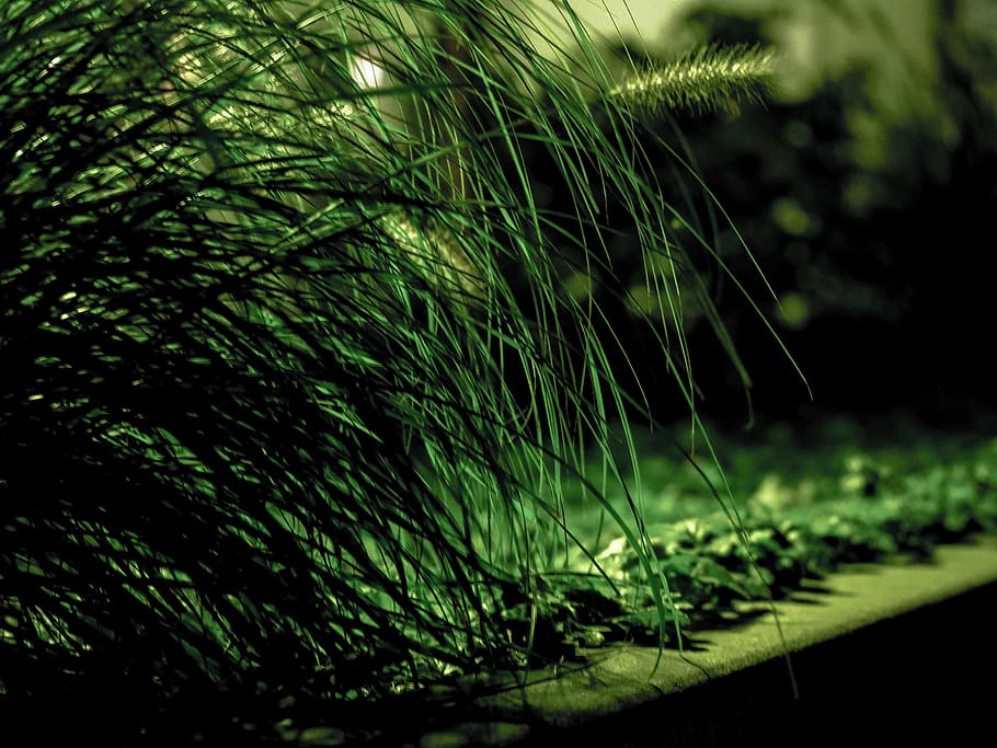 hierba, prisa, bordillo, verde, naturaleza, briznas de hierba, por la noche, lichtspiel, por supuesto, halme