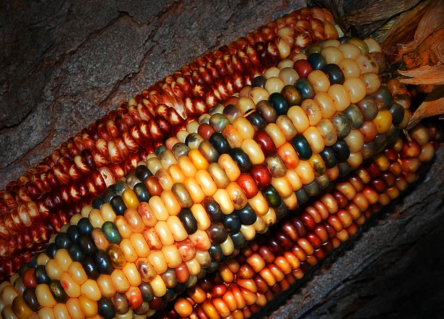 Indian, Corn, Decorate, indian, corn, close-up, food and drink, corn on the cob, freshness, food, vegetable