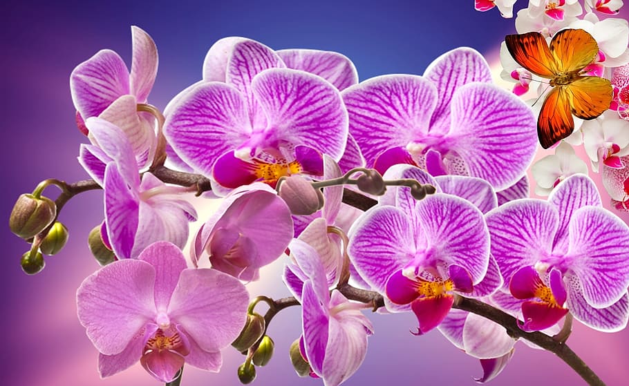 naranja, mariposa, mes orquídea flores, mes, orquídea, flores, orquídeas, jardín, orquidea, naturaleza