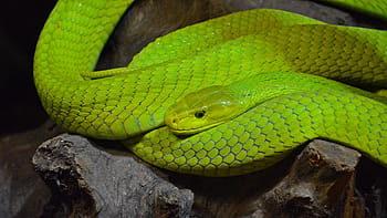 Зеленая Мамба Змея Фото