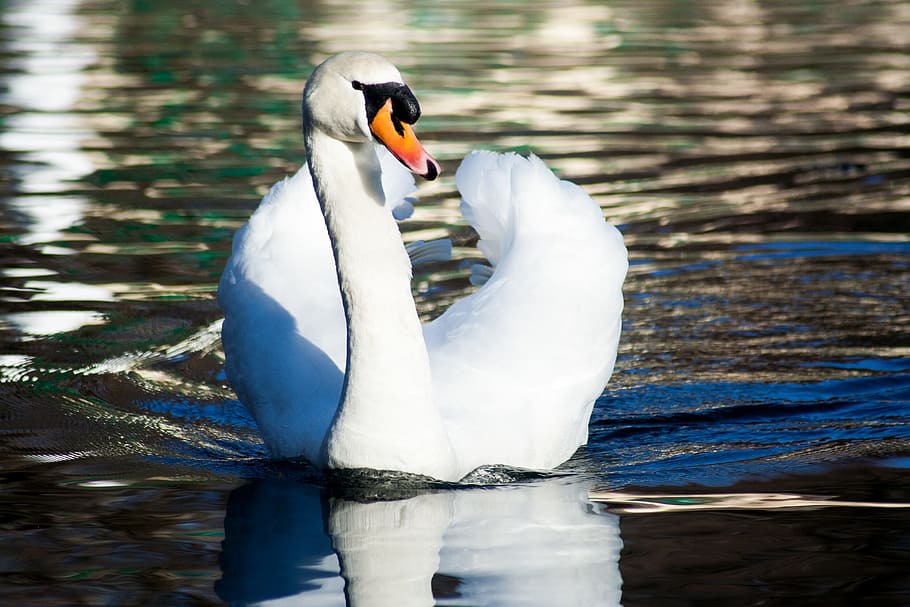 swan, bird, water, pond, swim, beautiful, white, graceful, nature, animal