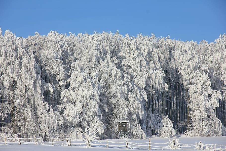 photography, white, pine tree lot, winter, snow, ice, forest, trees, teutoburg forest, firs