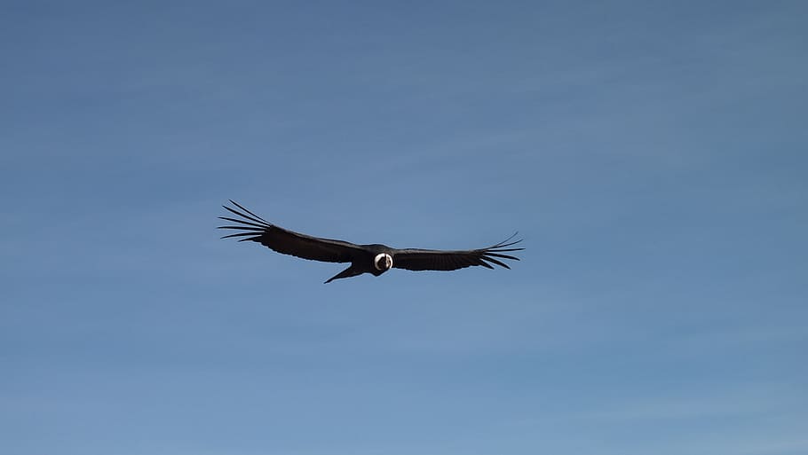 negro, blanco, águila, volando, aire, azul, cielo, cóndor, vuelo, perú
