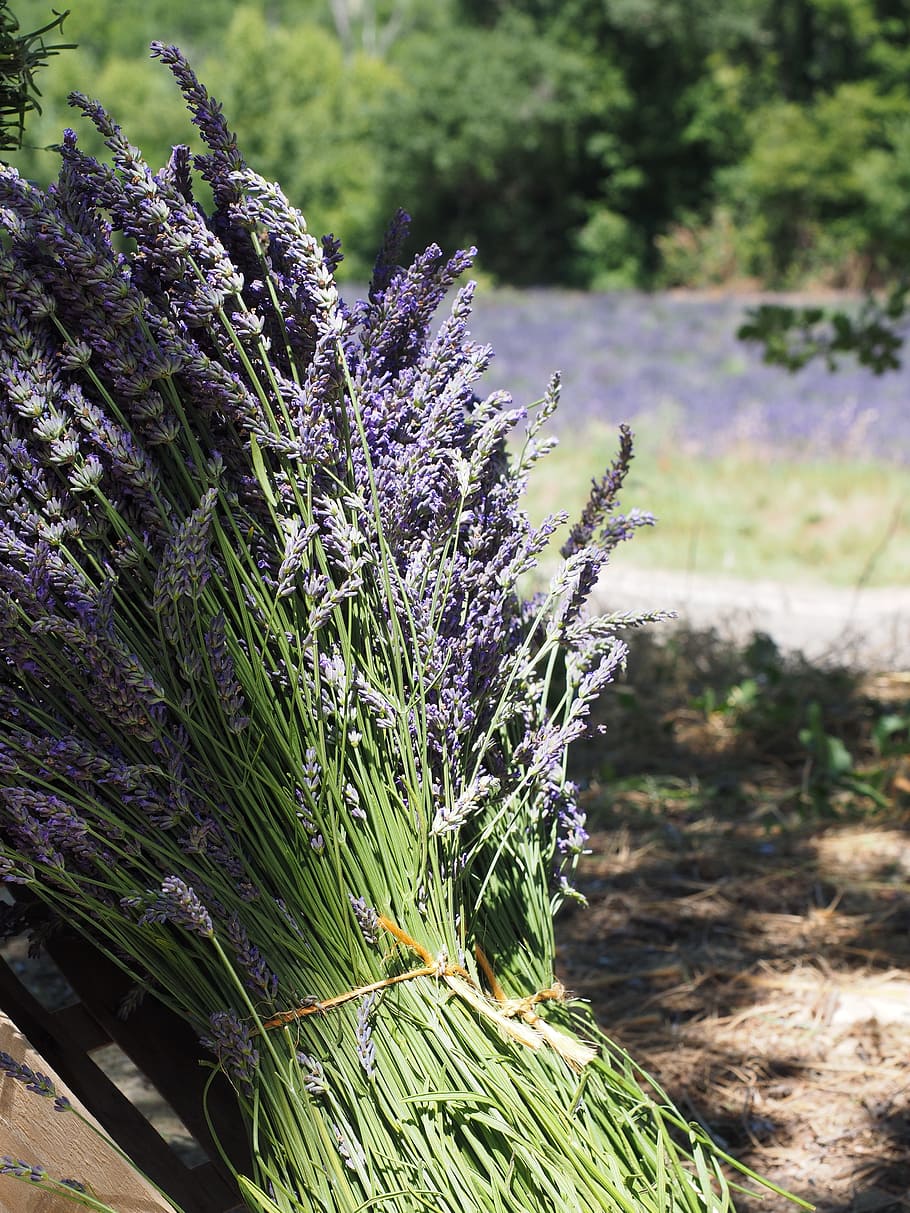 lavender, tufts, sale, blue, bouquet, posy, bound, lavender bunches, herbal bouquet, flower