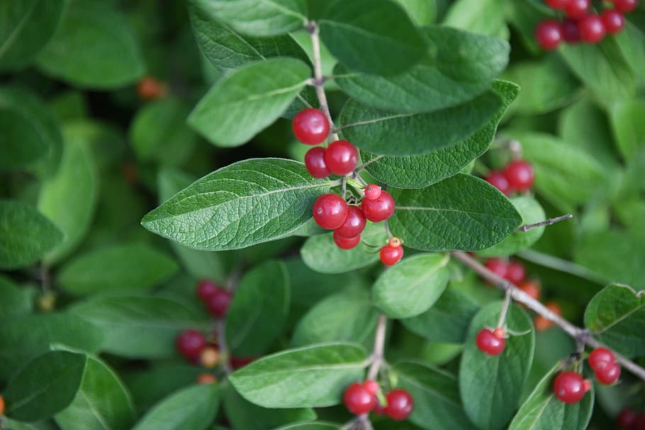 honeysuckle, bush, asian, berry, red, invasive, plants, plant part, leaf, food and drink