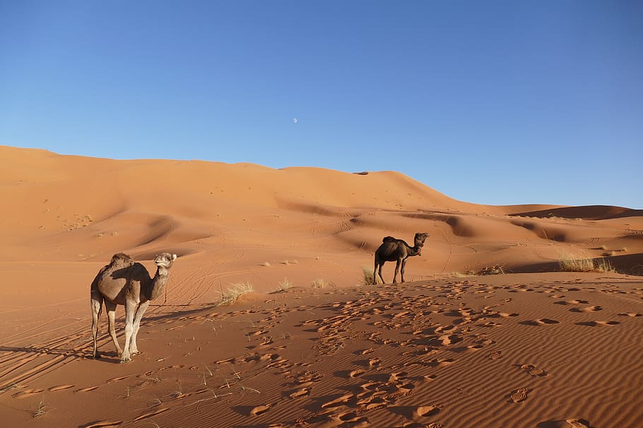 marrocos, áfrica, deserto, dunas, berber, viagem, areia, camelo, saara, céu
