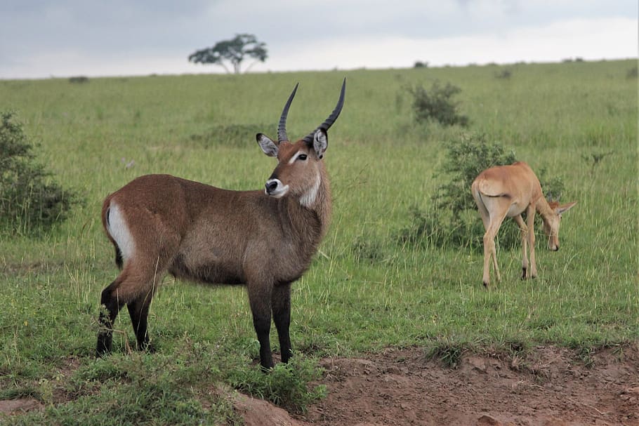 waterbuck, ram, alert, uganda, murchison, africa, nature, wild, wildlife, safari