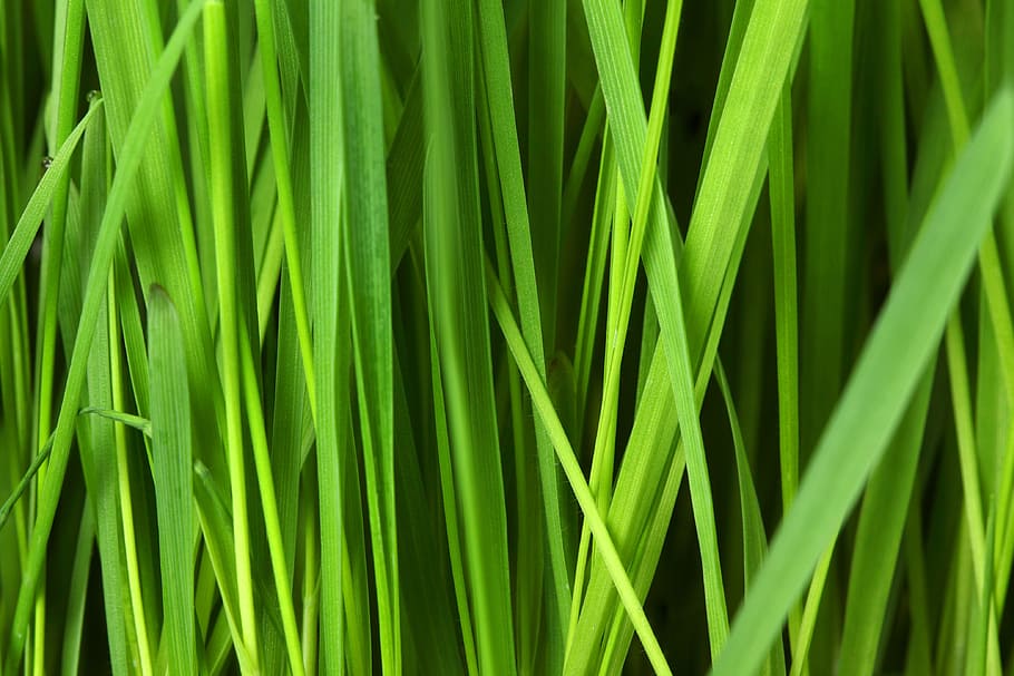 green grasses, abstract, background, floral, grass, grassy, green, lawn, nature, pattern