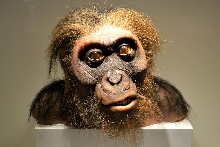 neanderthal, hombre de las cavernas, prehistórico, primitivo, humano, museo, museo de ciencia de houston, artefacto, antiguo, hombre