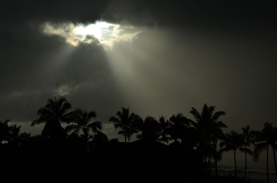 sunrays, palm tree, sky, clouds, sun, sunbeams, dark, storm, hawaii, tree