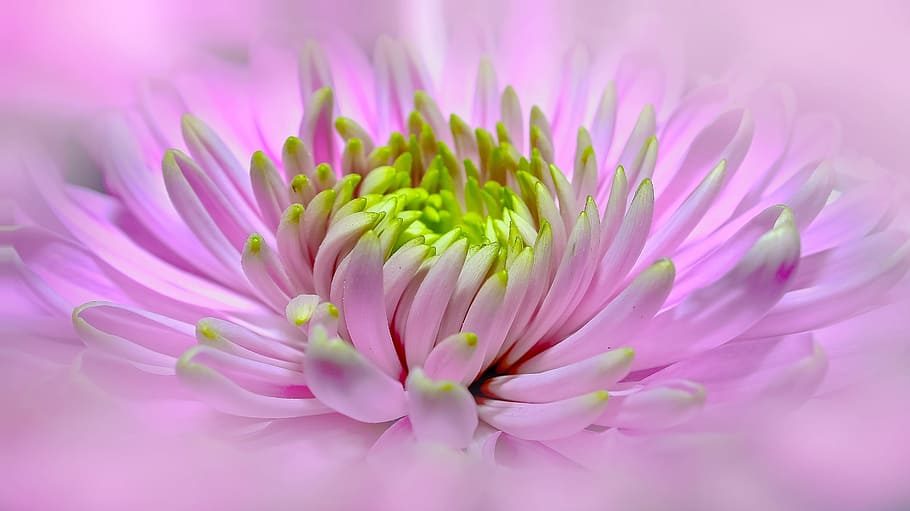 fokus, fotografi fokus, pink, hijau, bunga petaled, dahlia, tutup, pano, mekar, bunga