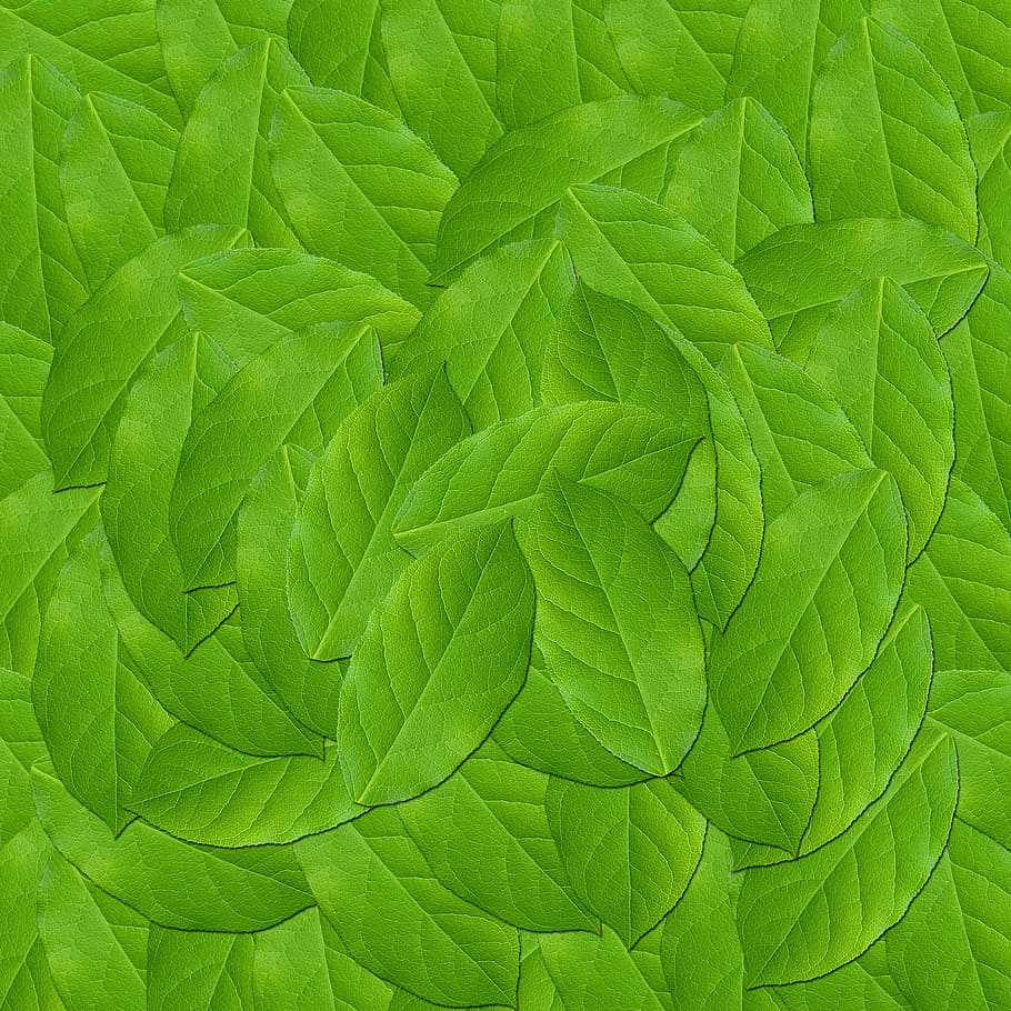 leaf, plant, nature, green leaves, texture, design, background, green background, green color, plant part