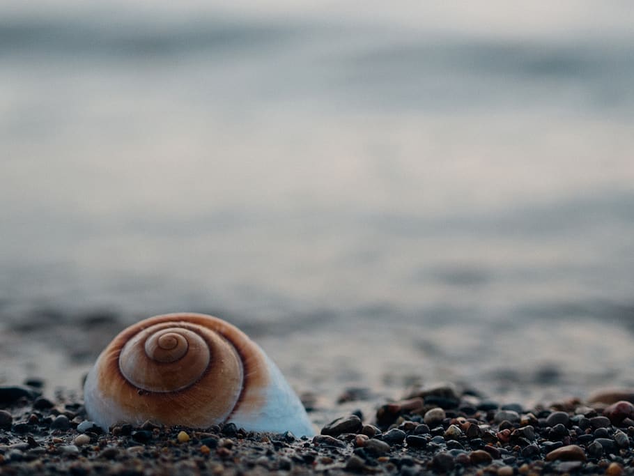 snail, shell, rocks, beach, shore, nature, water, animal wildlife, mollusk, animal shell