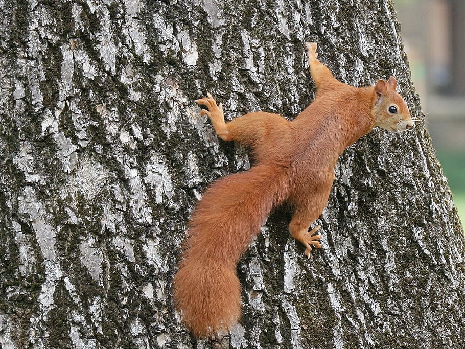 squirrel, crawling, tree trunk, daytime, animals, nature, tree, climb, cute, animal