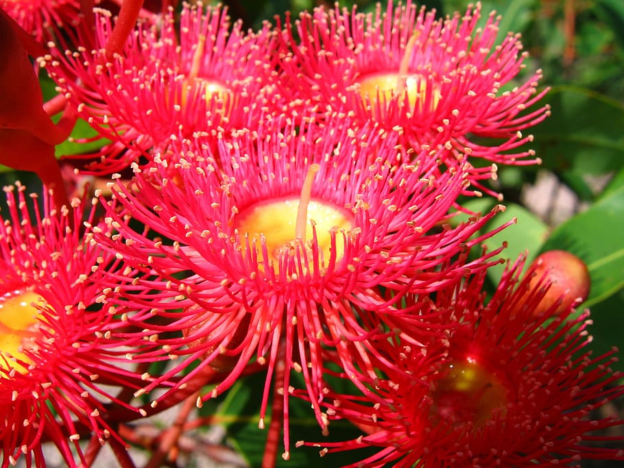 goma de floração, flor nativa australiana, goma, eucalipto, flor, vermelho, planta, frescura, close-up, pétala