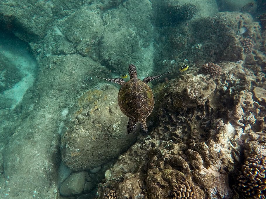 brown, turtle, swimming, water, daytime, green, black, body, nature, sea