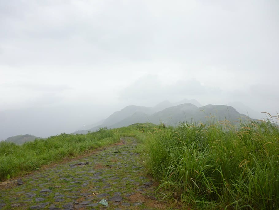 mountains, foggy, hills, hilly, peaks, misty, grasses, greenery, plants, weeds