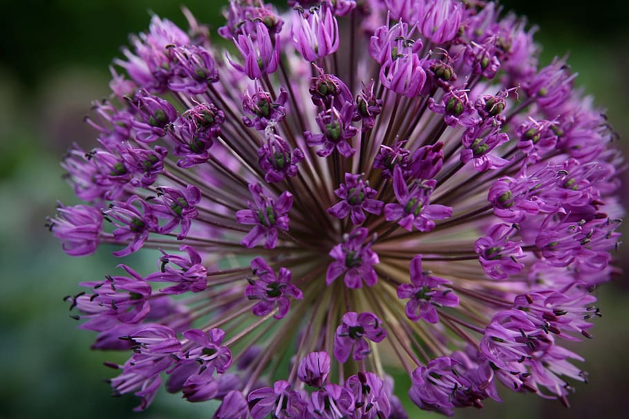 ornamental onion, ball leek, amaryllis plant, violet, blossom, bloom, leek flower, zwiebelpflanze, flower ball, early