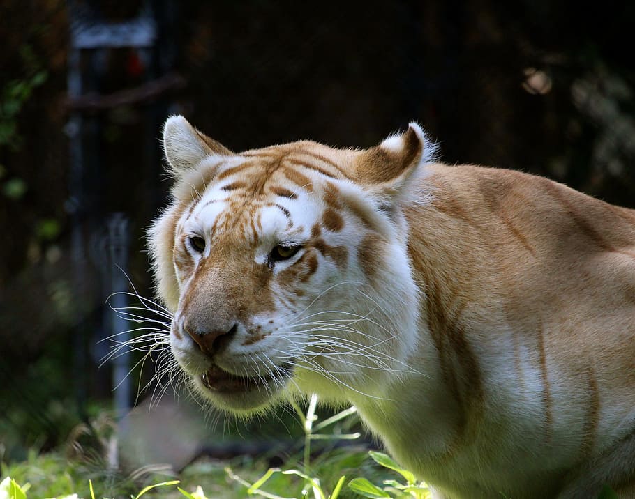 foto de primer plano, marrón, liebre, tigre blanco, gato grande, gato, animal, tigre, depredador, vida silvestre