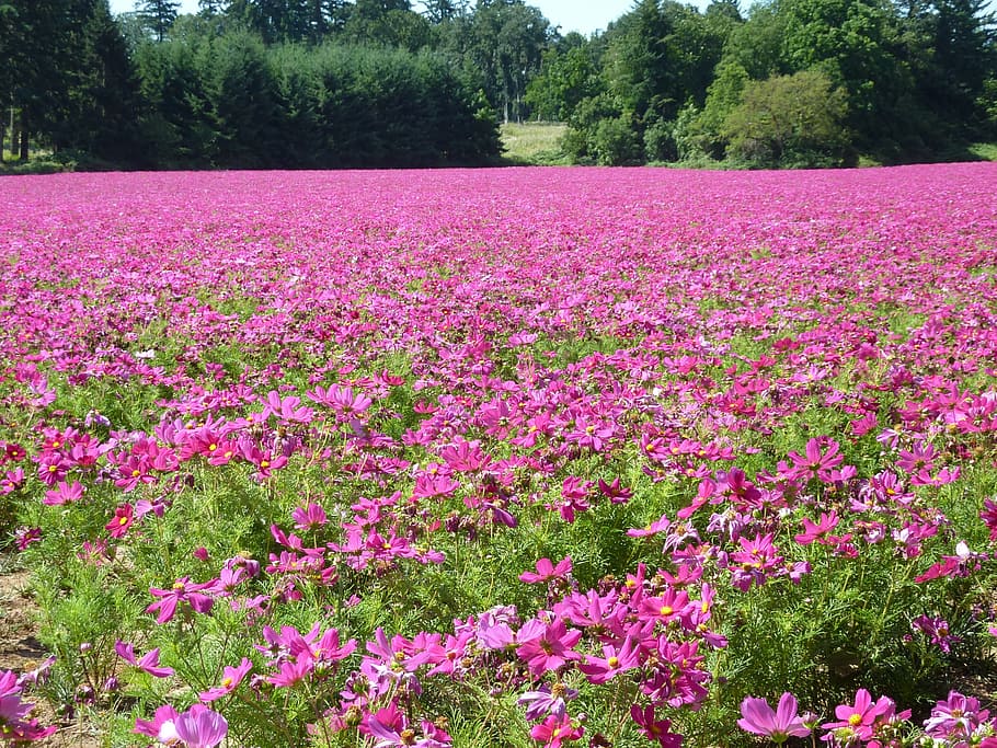 cosmos field, flowers, pink, plants, nature, cosmos, garden cosmos, bloom, blossom, colorful