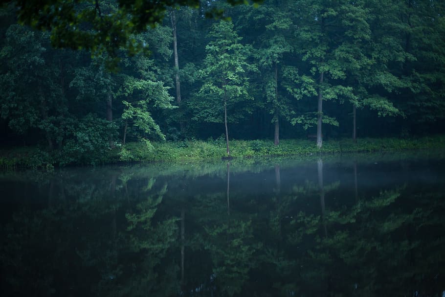 forest, lake, water, nature, landscape, poland, mood, the tank, green, reflection