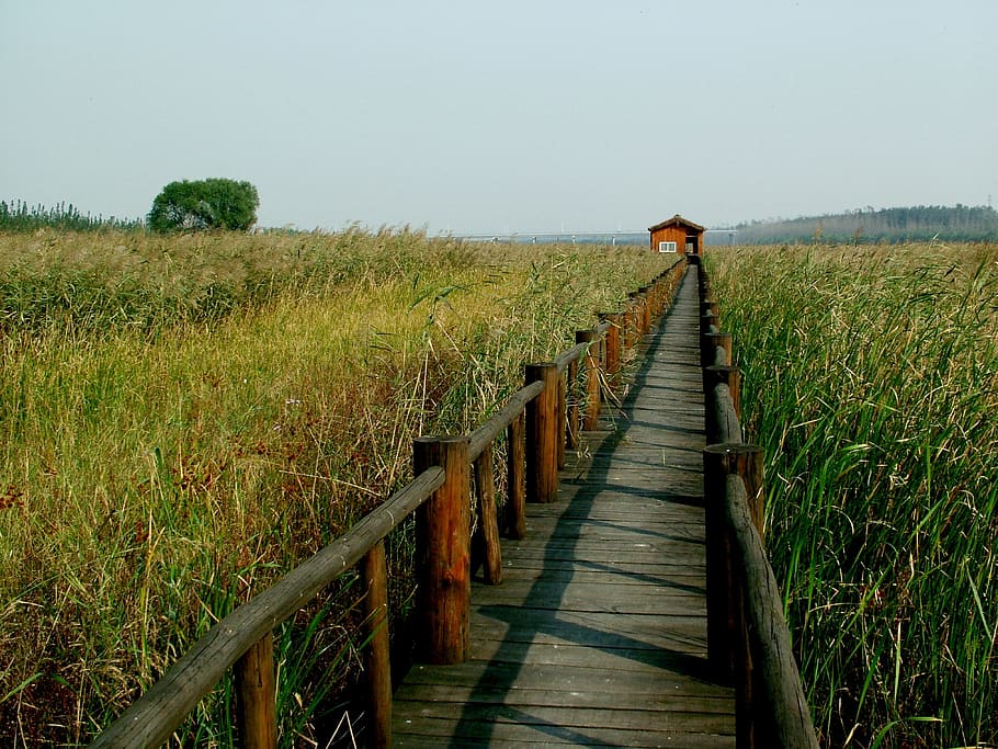 chen bridge, yellow river, wetlands, plant, land, field, sky, the way forward, grass, landscape