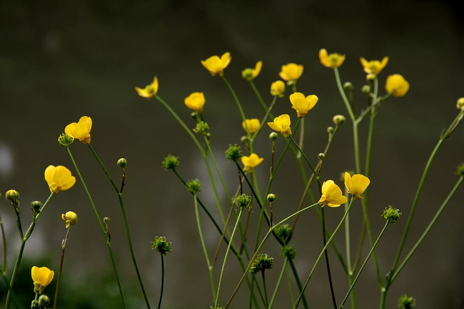 flor amarilla, naturaleza, planta, flores, hermosas, flores amarillas, hermosa  flor, bartin, Amarillo, flor | Pxfuel