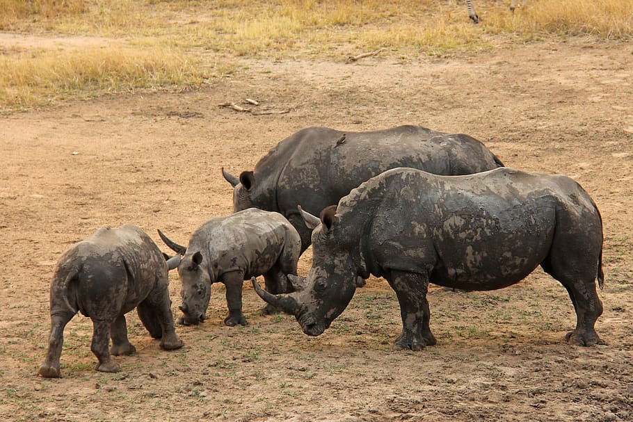 rinocerontes, rinoceronte bebê, emocionante, aventura, safáris, panorâmico, bonito, interessante, alojamento, mabula