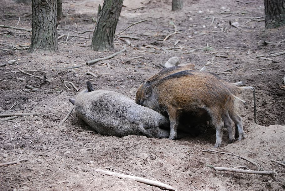 wild boars, pigs, little pig, bache, animal themes, animal, mammal, animal wildlife, animals in the wild, group of animals
