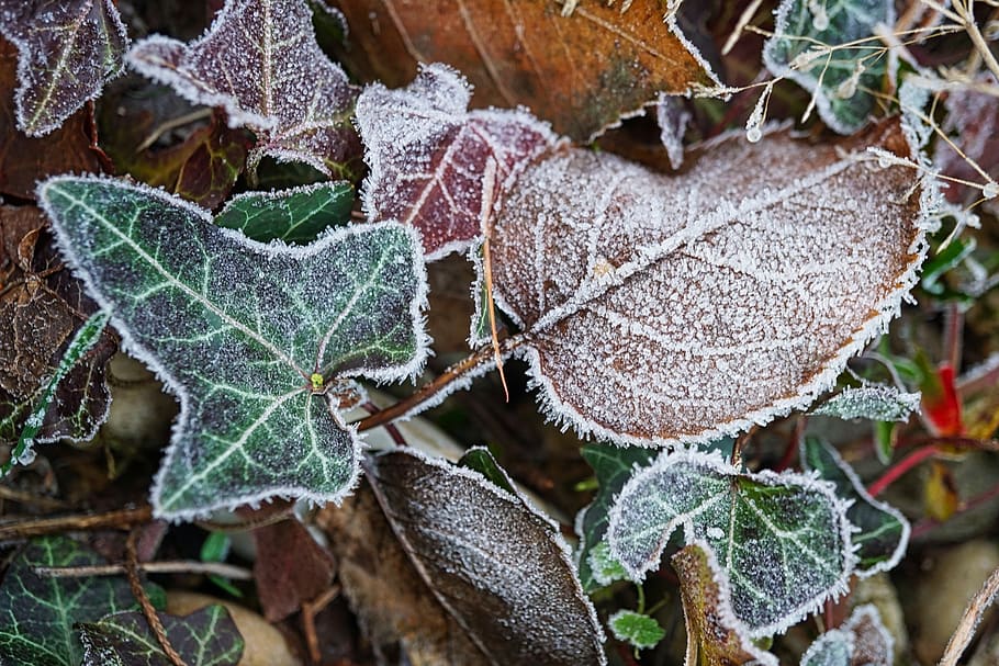 frost, morning, winter, leaves, cold, nature, landscape, frozen, december, forest