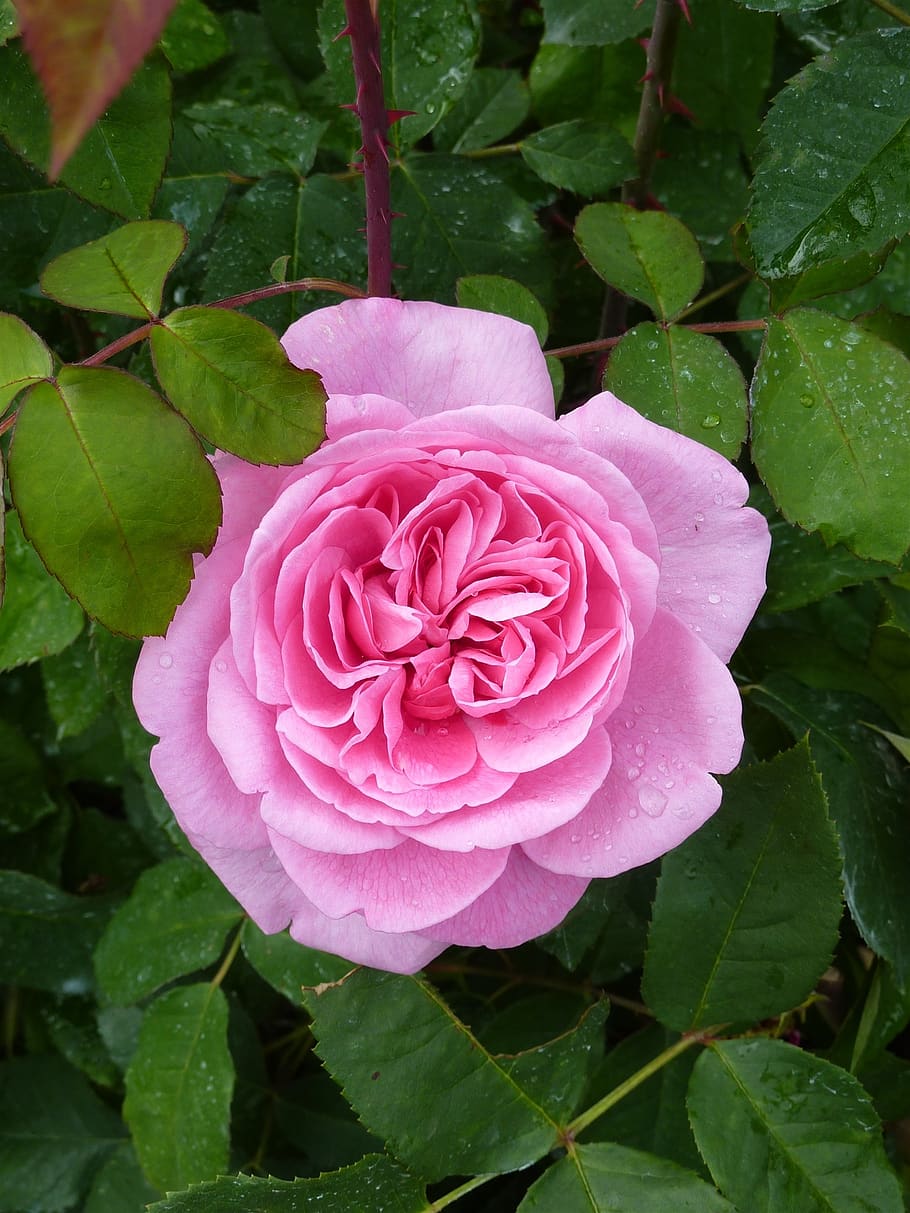 rosa, flor, inglês rose, rosas do jardim, planta, plantar, beleza da natureza, pétala, frescura, parte da planta