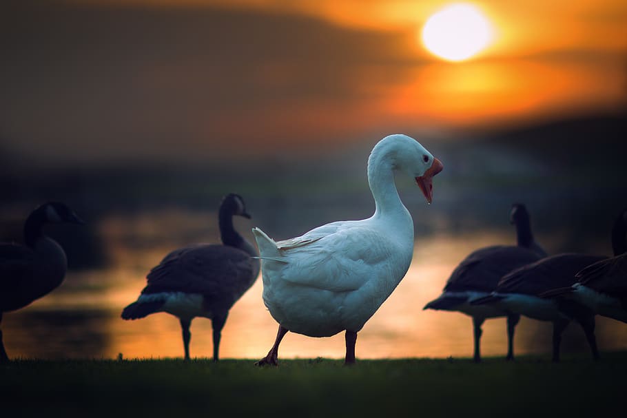 duck, animal, bird, green, grass, nature, outdoor, sunset, cloud, sky