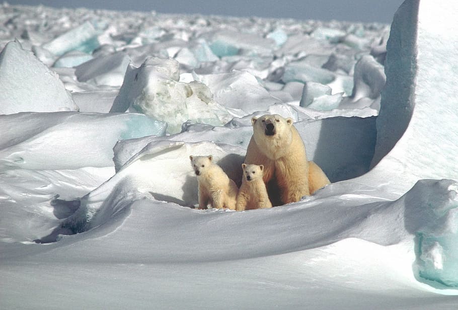 Полярный, медведь, рядом, два, Фотография детенышей, Мать, Детеныши, белый, Арктический, снег