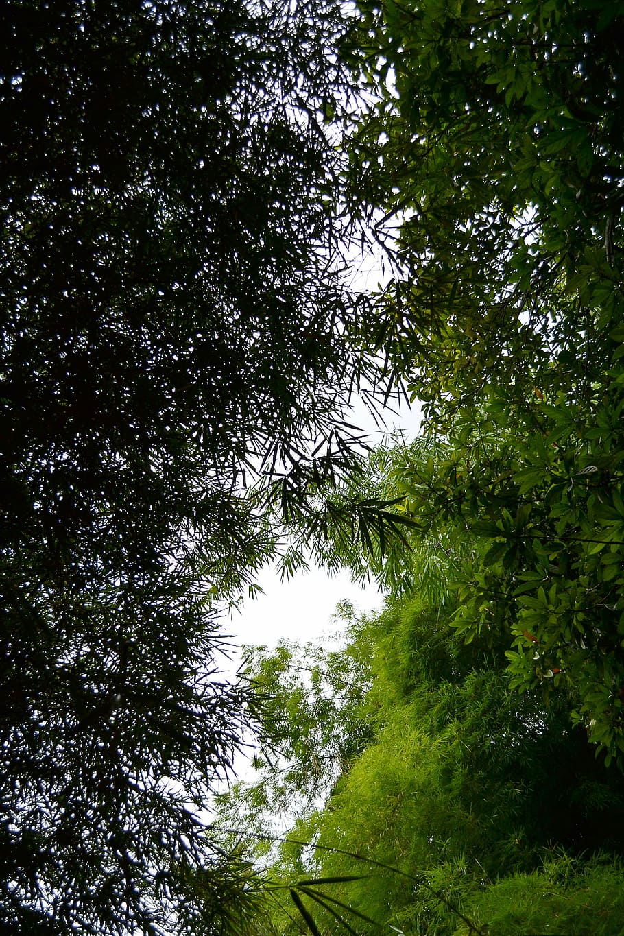bambú, hojas, plantas de bambú, hierba, brote de bambú, árboles, silueta, planta, rama, sri lanka